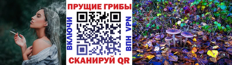 Галлюциногенные грибы Psilocybine cubensis  Ак-Довурак 